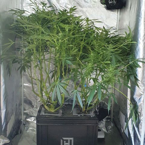 Auto Pineapple Candy growlog timeline photo