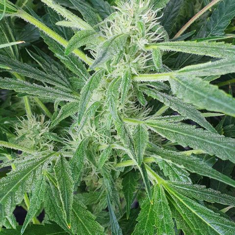 Auto Pineapple Candy growlog timeline photo