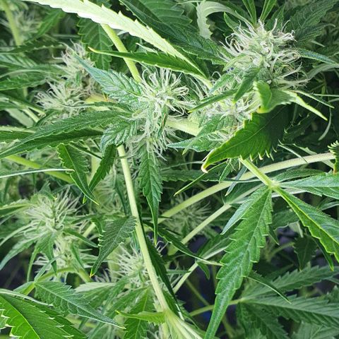 Auto Purple Candy growlog timeline photo