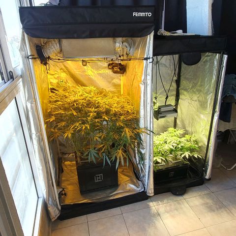 Auto Purple Candy growlog timeline photo