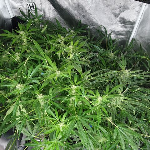 Auto Purple Candy growlog timeline photo