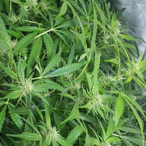 Auto Purple Candy growlog timeline photo