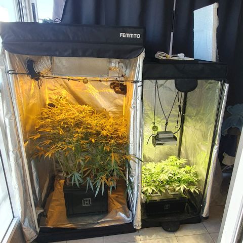 Auto Purple Candy growlog timeline photo