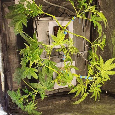 Auto Citrus Skunk growlog timeline photo