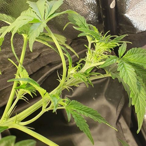 Auto Citrus Skunk growlog timeline photo