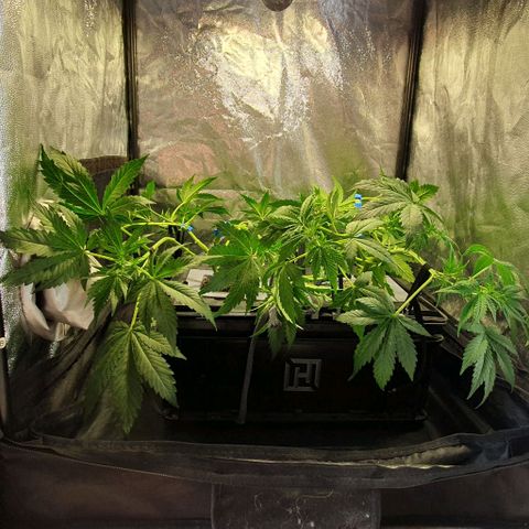 Auto Citrus Skunk growlog timeline photo