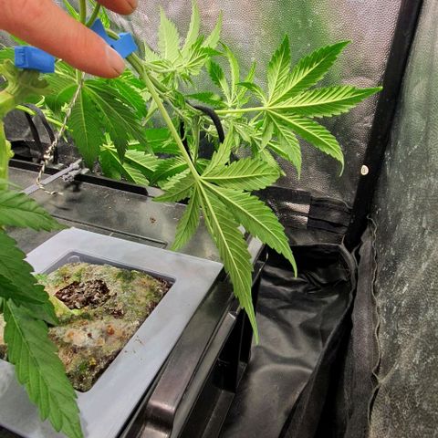 Auto Citrus Skunk growlog timeline photo