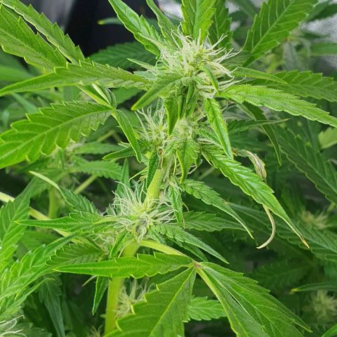 Auto Purple Candy growlog timeline photo