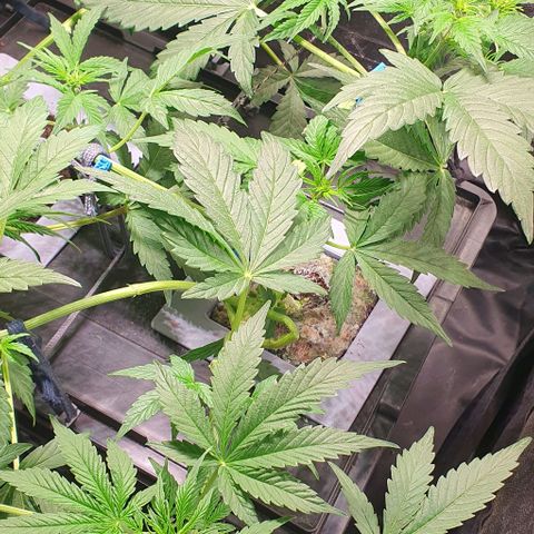 Auto Citrus Skunk growlog timeline photo