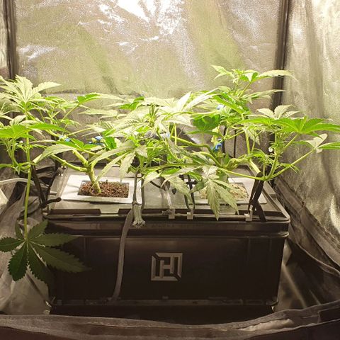 Auto Citrus Skunk growlog timeline photo