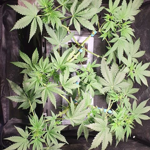 Auto Citrus Skunk growlog timeline photo