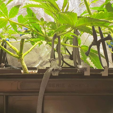 Auto Citrus Skunk growlog timeline photo