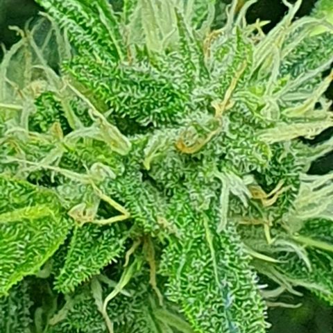 Auto Pineapple Candy growlog timeline photo