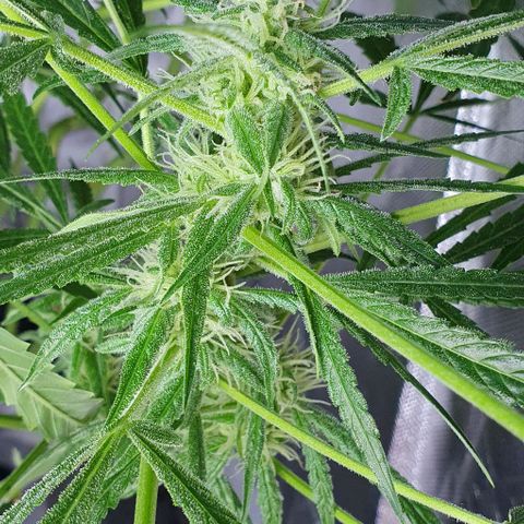 Auto Pineapple Candy growlog timeline photo