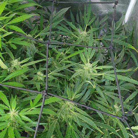 Auto Pineapple Candy growlog timeline photo