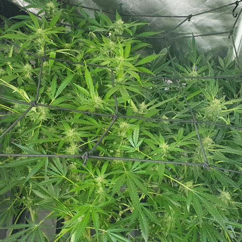 Auto Pineapple Candy growlog timeline photo
