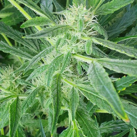 Auto Pineapple Candy growlog timeline photo