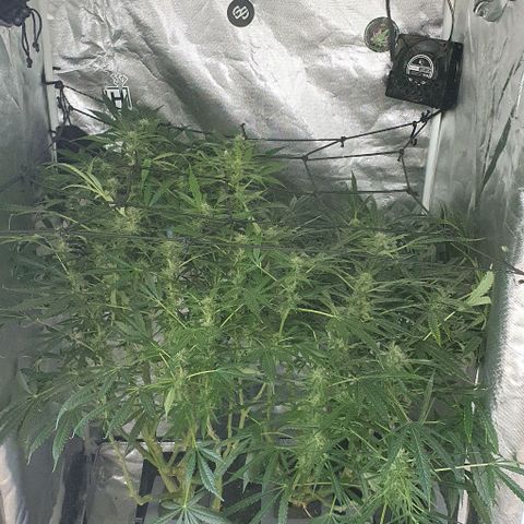 Auto Pineapple Candy growlog timeline photo