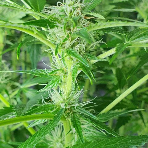 Auto Purple Candy growlog timeline photo