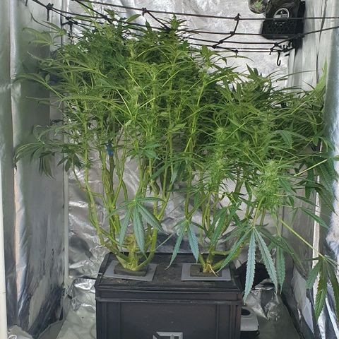 Auto Purple Candy growlog timeline photo