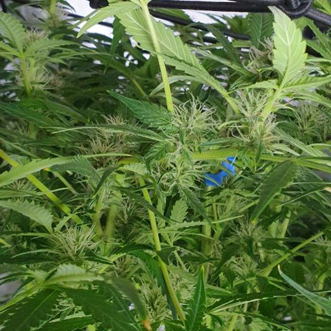 Auto Purple Candy growlog timeline photo