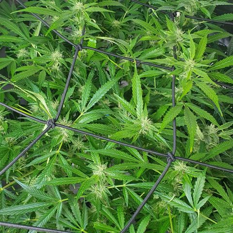 Auto Purple Candy growlog timeline photo