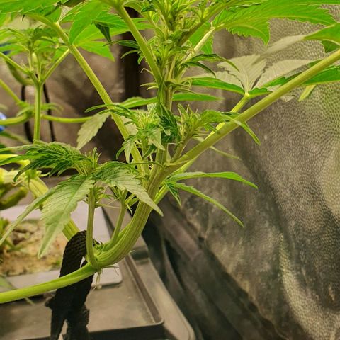 Auto Citrus Skunk growlog timeline photo