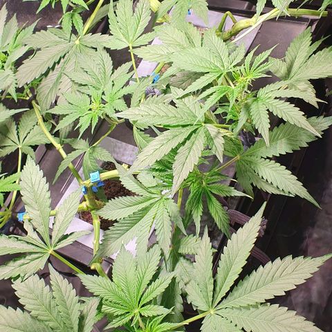 Auto Citrus Skunk growlog timeline photo