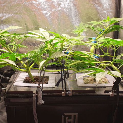 Auto Citrus Skunk growlog timeline photo
