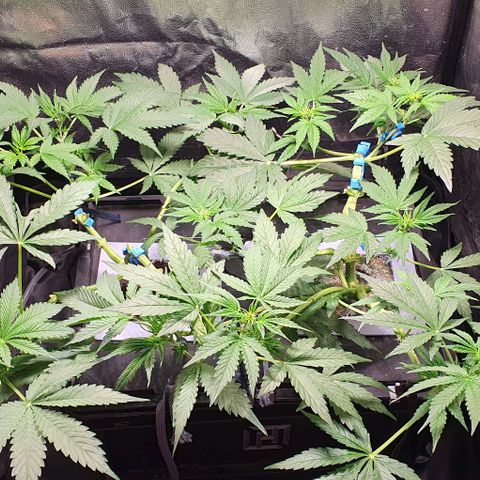 Auto Citrus Skunk growlog timeline photo