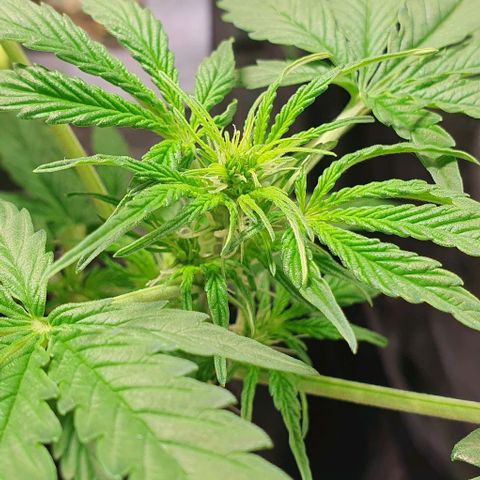 Auto Citrus Skunk growlog timeline photo