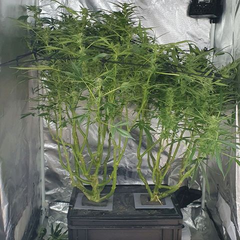 Auto Pineapple Candy growlog timeline photo