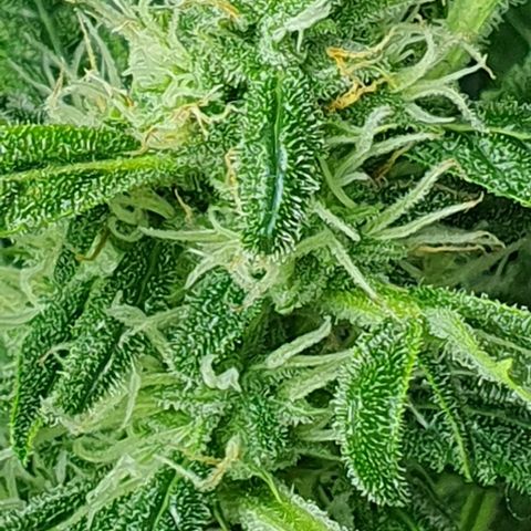 Auto Pineapple Candy growlog timeline photo