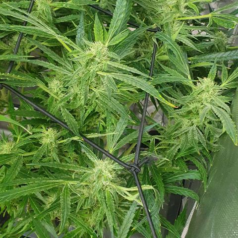 Auto Pineapple Candy growlog timeline photo