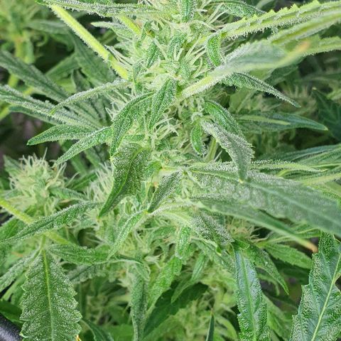 Auto Pineapple Candy growlog timeline photo