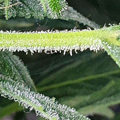 Auto Pineapple Candy growlog timeline photo
