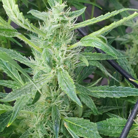 Auto Pineapple Candy growlog timeline photo