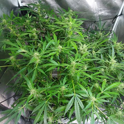 Auto Pineapple Candy growlog timeline photo