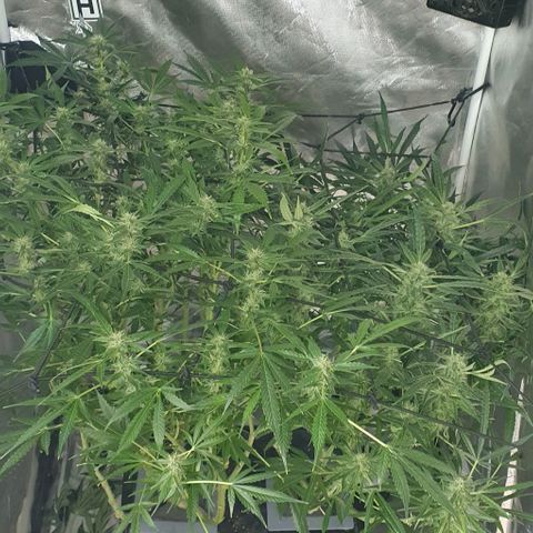 Auto Purple Candy growlog timeline photo