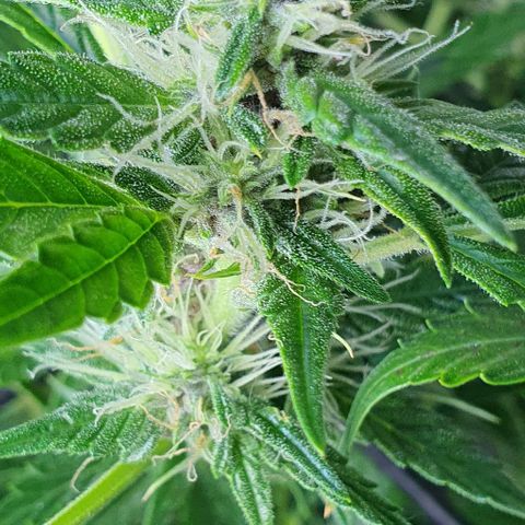 Auto Purple Candy growlog timeline photo
