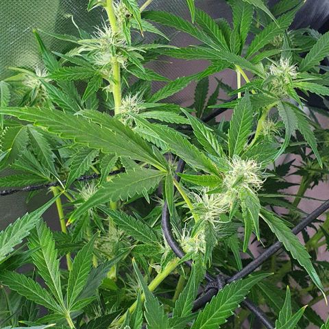 Auto Purple Candy growlog timeline photo