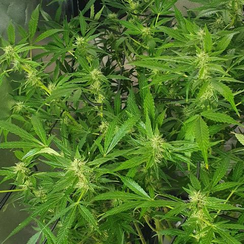 Auto Purple Candy growlog timeline photo