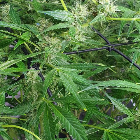 Auto Purple Candy growlog timeline photo