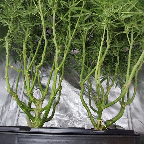 Auto Purple Candy growlog timeline photo
