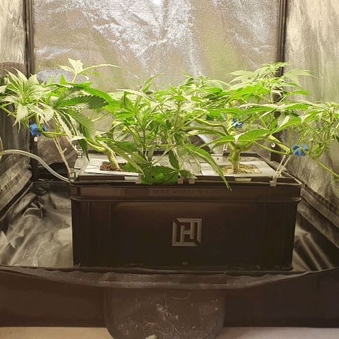 Auto Citrus Skunk growlog timeline photo