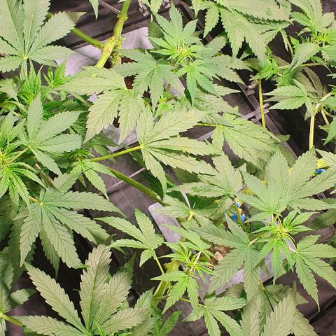Auto Citrus Skunk growlog timeline photo