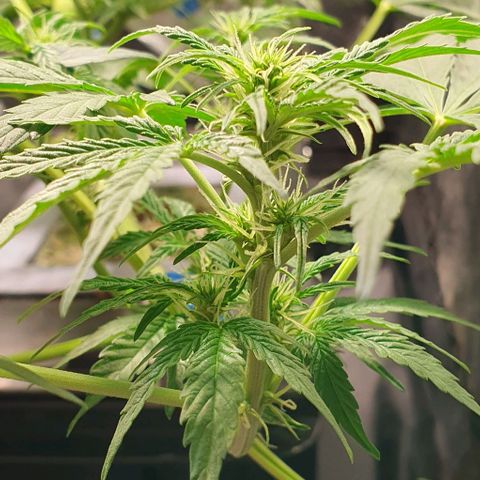 Auto Citrus Skunk growlog timeline photo