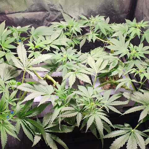 Auto Citrus Skunk growlog timeline photo