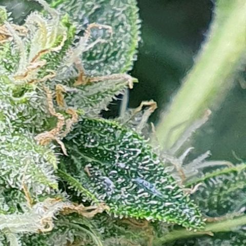 Auto Pineapple Candy growlog timeline photo