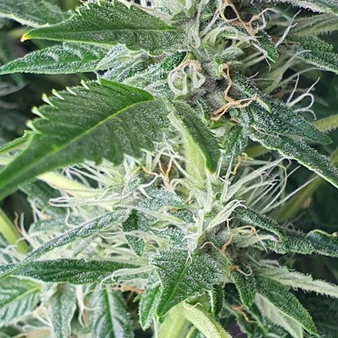 Auto Purple Candy growlog timeline photo